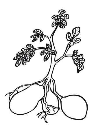 Potato Plant Coloring Page